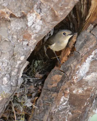 File:Ultramarine Flycatcher Ficedula superciliaris female by Dr. Raju Kasambe DSC 4367 (9).jpg