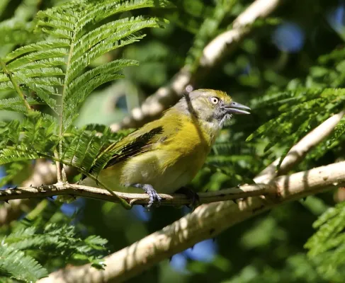 File:Hylophilus thoracicus - Lemmon-chested greenlet.jpg