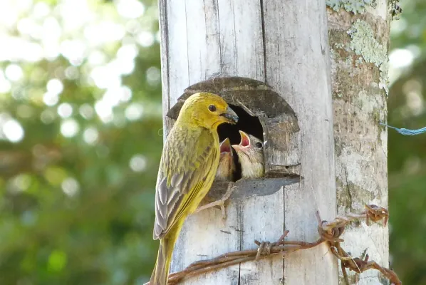 File:Sicalis flaveola fêmea.jpg