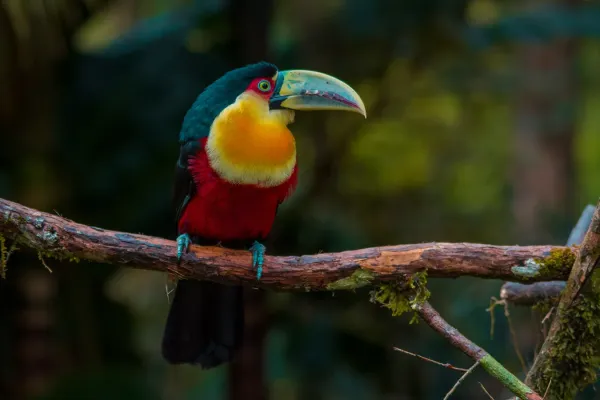 File:Tucano de bico verde (Ramphastos dicolorus).jpg