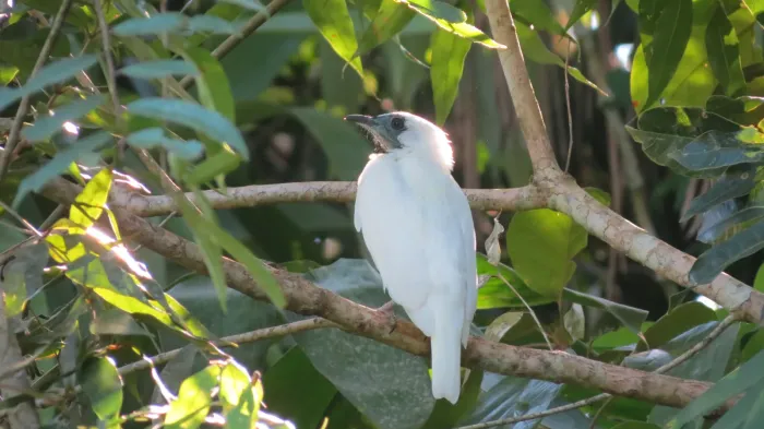 File:Procnias nudicollis , araponga , floresta.jpg