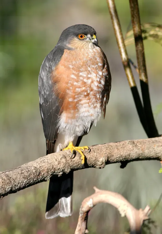File:Accipiter striatus, Canet Road, San Luis Obispo 1.jpg
