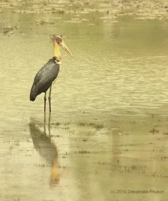 File:Lesser Adjutant Stork (Leptoptilos javanicus).jpg
