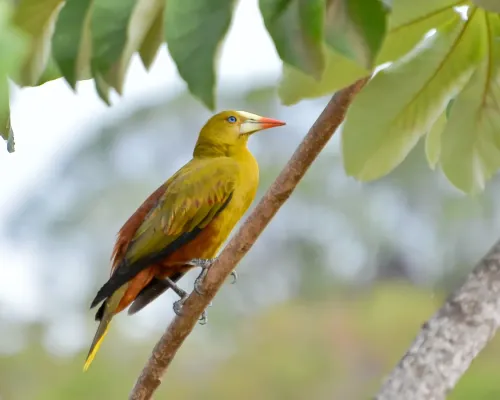 File:Green Oropendola - Psarocolius viridis.jpg