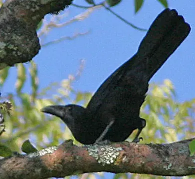 File:Flores Crow (Corvus florensis) (8074132731) (cropped).jpg