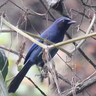 File:Cyanolyca pumilo (cropped).jpg