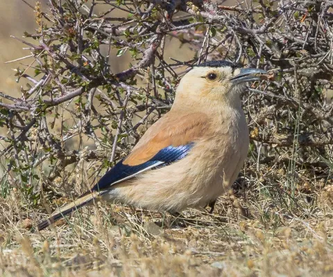 File:Mongolian Ground Jay (Podoces hendersoni) - Хулан жороо (16566349299) (cropped).jpg