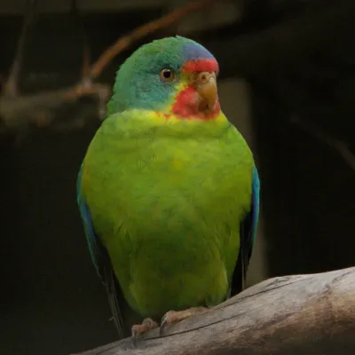 File:Lathamus discolor -Antwerp Zoo-8-3c.jpg
