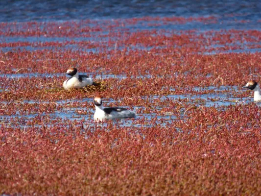 File:Podiceps gallardoi.jpg