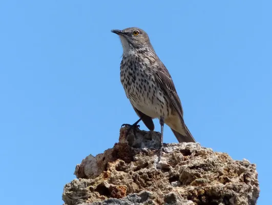 File:Sage thrasher (Oreoscoptes montanus) (17375347000).jpg