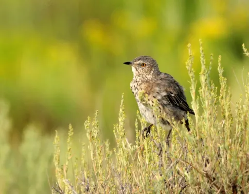 File:Sage thrasher (Oreoscoptes montanus) Seedskadee National Wildlife Refuge (20331556608).jpg