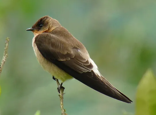 File:Stelgidopteryx ruficollis -Manizales, Caldas, Colombia-8 (cropped).jpg