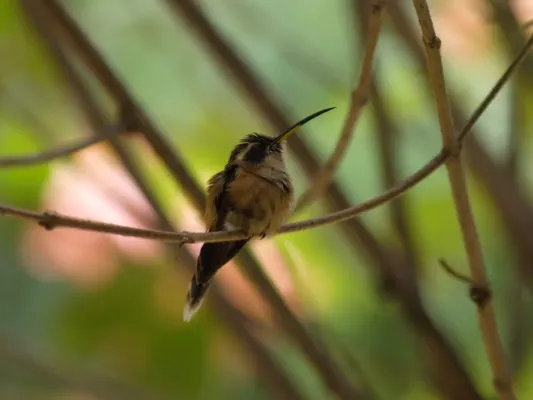 File:Colibrí Ermitañito Gargantirayado Stripe-Throated Hermit Phaethornis Striigularis Parque Nacional Henri Pittier Aragua Venezuela 01.jpg