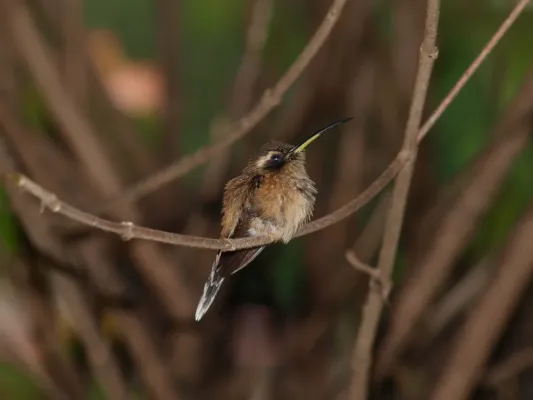 File:Colibrí Ermitañito Gargantirayado Stripe-Throated Hermit Phaethornis Striigularis Parque Nacional Henri Pittier Aragua Venezuela 06.jpg
