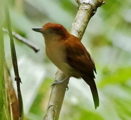 File:Thamnophilus aethiops - White-shouldered antshrike (female).jpg