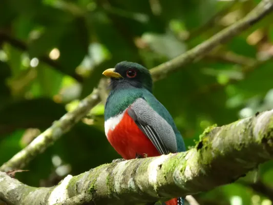 File:Trogon collaris (Trogón collarejo) (14027169195).jpg