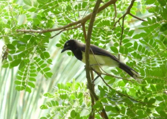 File:Cyanocorax affinis (Carriquí pechiblanco) (14646858342).jpg