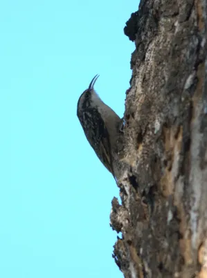 File:Bar-tailed Treecreeper Certhia himalayana by Dr. Raju Kasambe.jpg