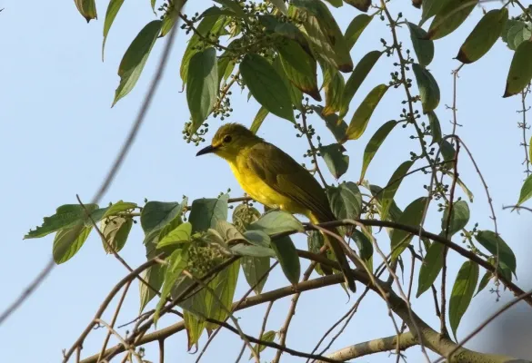 File:Yellow-browed Bulbul Acritillas indica by Dr Raju Kasambe.jpg