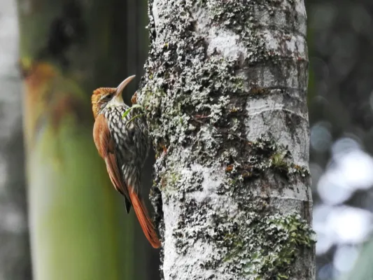 File:Lepidocolaptes squamatus.jpg