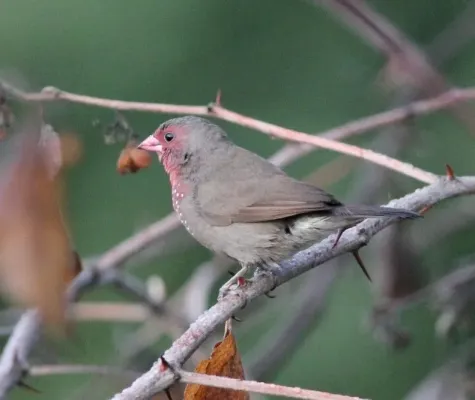 File:Lagonosticta nitidula, Caprivi, Birding Weto Tours, a.jpg
