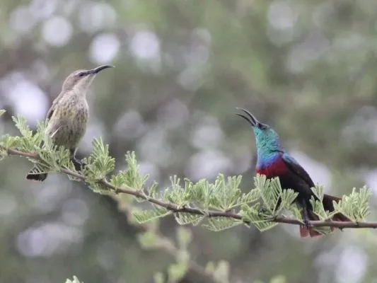 File:Cinnyris shelleyi shelleyi, Caprivi, Birding Weto Tours, a.jpg