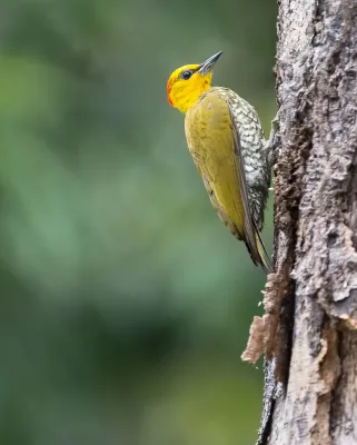 File:Pica-pau-bufador, Yellow-throated Woodpecker (Piculus flavigula).jpg