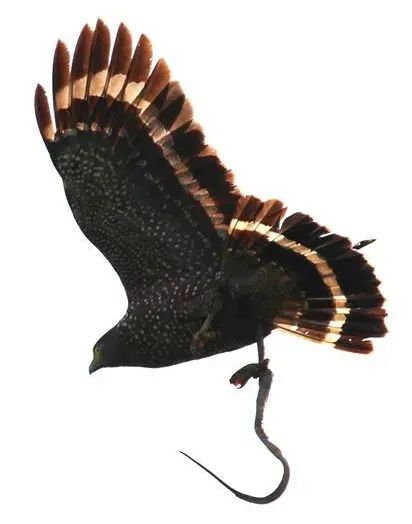File:Spilornis holospilus.jpg