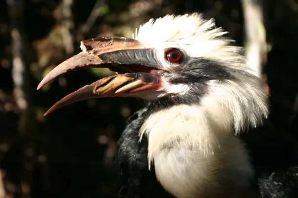File:Penelopides affinis 2.jpg