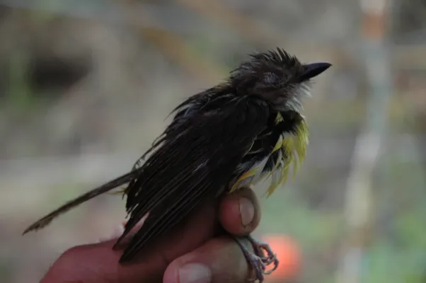 File:Culicicapa helianthea 3.jpg