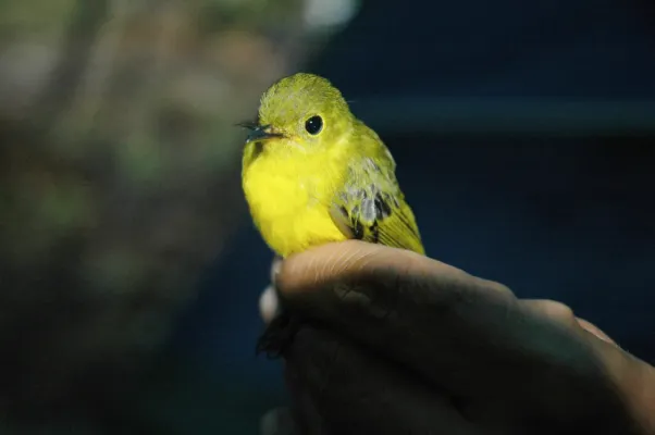 File:Culicicapa helianthea 2.jpg