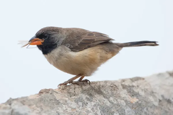 File:Bico-de-pimenta (Saltatricula atricollis) no Parque Nacional da Serra da Canastra.jpg