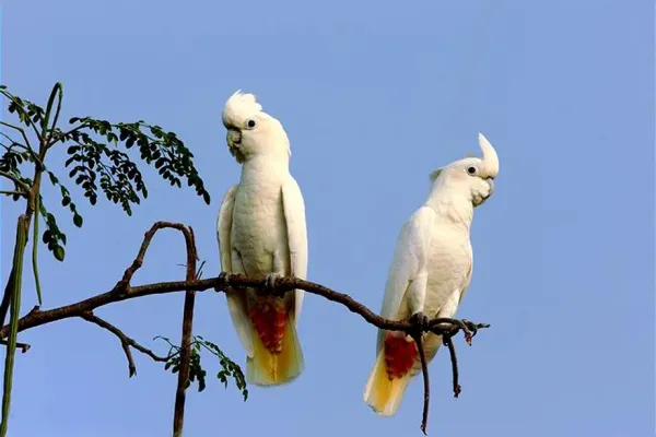 File:Cacatua haematuropygia 2.jpg