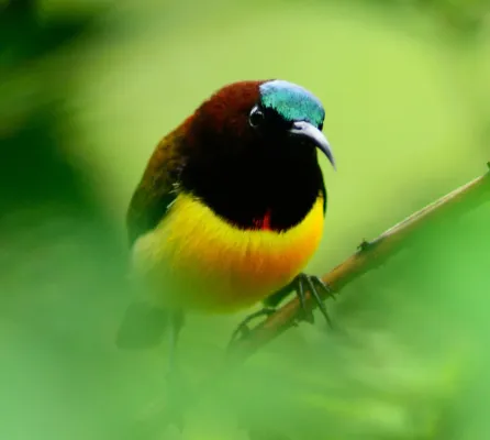 File:Aethopyga guimarasensis.jpg