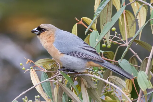 File:Bico-de-veludo (Schistochlamys ruficapillus) no Parque Nacional da Serra da Canastra.jpg