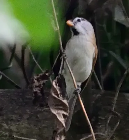 File:Paradoxornis gularis (cropped).jpg