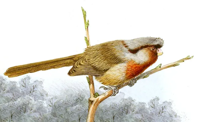 File:Sinosuthora przewalskii & Poecile hypermelaenus & Pardaliparus venustulus & Poecile davidi 1891 (cropped).jpg