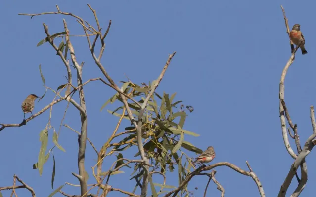 File:Epthianura tricolor (7860346900).jpg