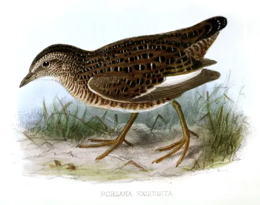 File:Coturnicops exquisitus Keulemans.jpg