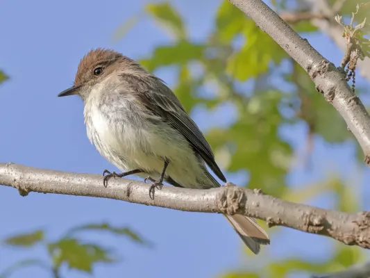 File:Sayornis phoebe, Owen Conservation Park, Madison, Wisconsin May 2016.jpg