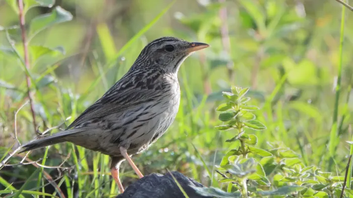File:Upland Pipit Anthus sylvanus.jpg