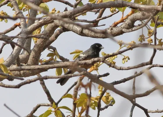 File:Melaniparus rufiventris, Tsumeb, Namibia.jpg