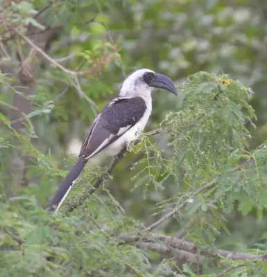 File:Tockus deckeni, Serengeti-Ngorongoro 1.jpg