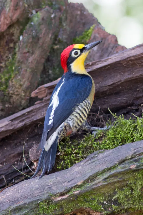 File:Benedito-de-testa-amarela (Melanerpes flavifrons).jpg