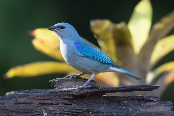 File:Sanhaçu-de-encontro-azul (Thraupis cyanoptera).jpg