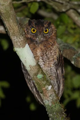File:Corujinha-sapo (Megascops atricapilla) no Parque Estadual Intervales.jpg