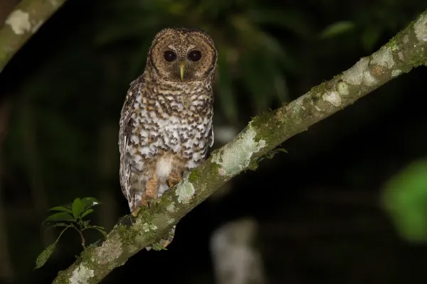 File:Coruja-listrada (Strix hylophila) no Parque Estadual Intervales.jpg