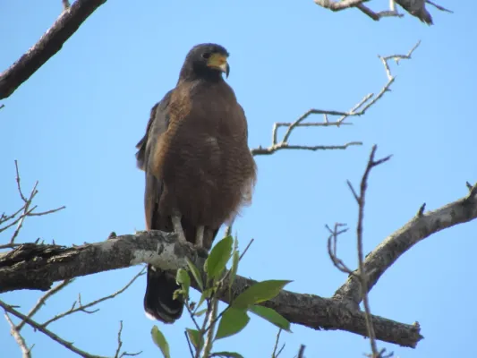 File:Buteogallus aequinoctialis - Caranguejeiro.jpg
