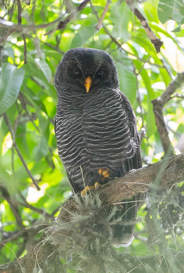 File:Coruja-preta (Strix huhula).jpg
