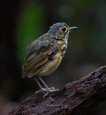 File:Torom-carijó (Hylopezus macularius).jpg